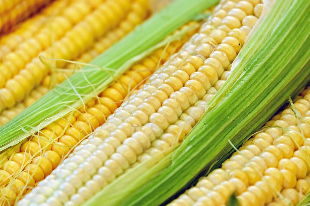 corn-1605664_1920-1024x683