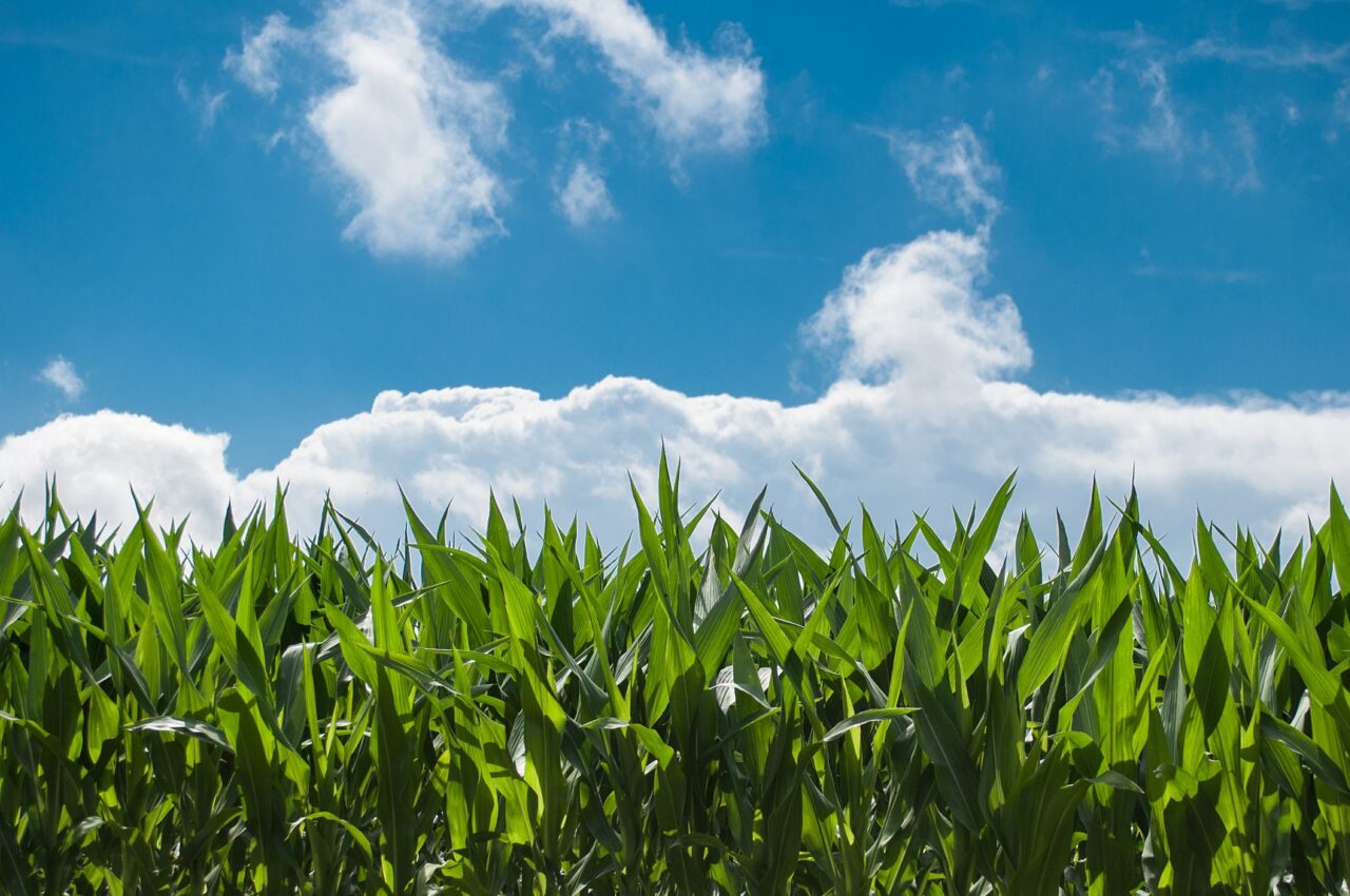 corn-field-440338_1920-scaled