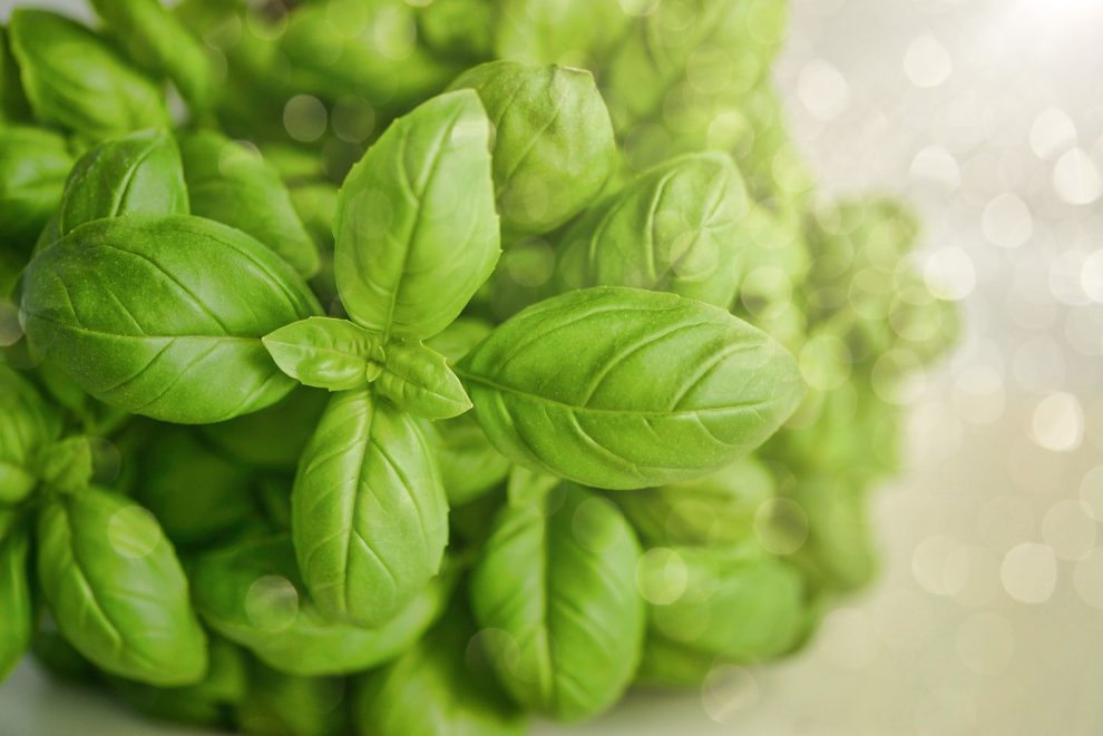 basil-3405405_1920-990x661