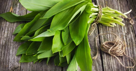 ramson (bear garlic) bunch tied with rope on old wooden background