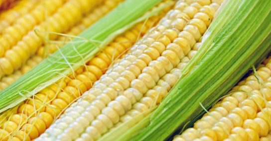 corn-1605664_1920-1024x683