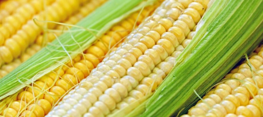 corn-1605664_1920-1024x683