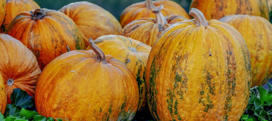 oil-pumpkins-g5be7449d5_1920-1024x683