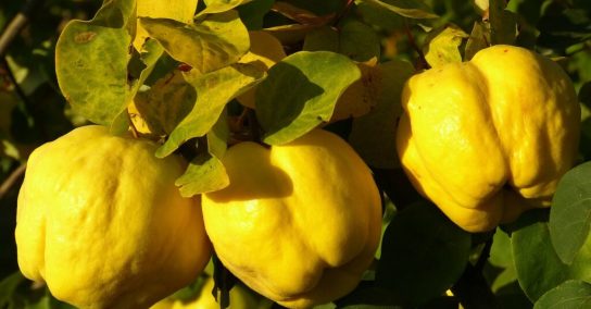 quince-gdf8676f70_1920-1024x768