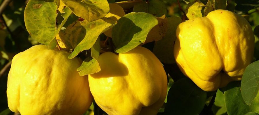 quince-gdf8676f70_1920-1024x768